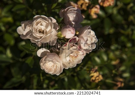 white roses on the bush