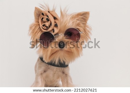 picture of adorable little yorkie puppy with bow, sunglasses and necklace posing in front of beige background