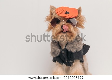 picture of funny yorkshire terrier wearing clothes, jacket, sunglasses and hat, sticking out tongue and licking nose while standing in front of beige background