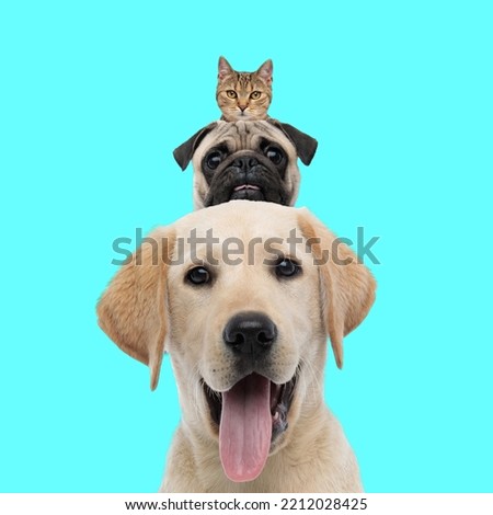 funny picture of tabby cat head on top of pug and golden retriever dog heads with tongue exposed on blue background in studio