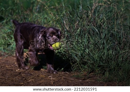 A SMALL BROWN COCKER SPANIEL WALKING ON A PATH WITH A GREEN BALL IN ITS MOUTH