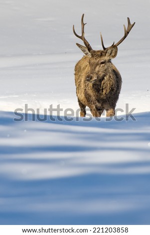 Deer portrait on the snow background