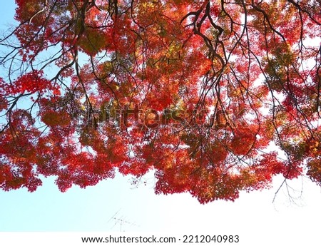 The leaves become a colorful natural curtain of the sky.