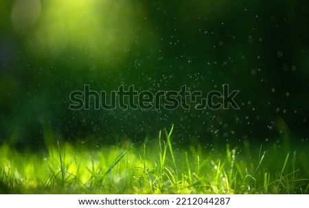 Rectangular background with green grass and dew drops. Macrophotography of dew on the grass in the rays of the morning sun. Summer background in the form of an elongated banner. Natural background for