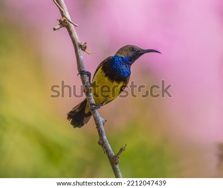 Olive-backed Sunbird Yellow-bellied sunbird bird form thailand with beautiful natural background.