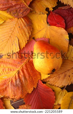 A ripe pear lying on a layer of ripe autumn leaves
