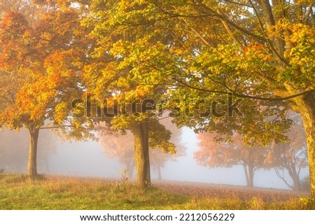 Colourful autumn colours on the trees in the forest. Beautiful autumn nature. 