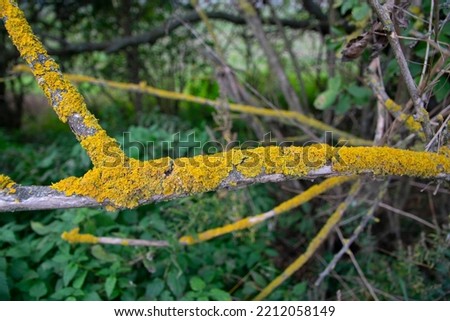 Xanthoria parietina, common orange lichen, yellow scale, maritime sunburst lichen and shore lichen