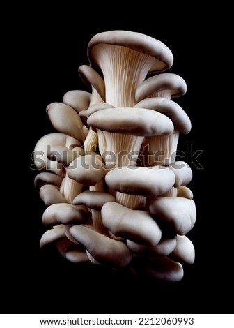 Oyster mushrooms isolated on a black background. Full clipping path. A beautiful bunch of mushrooms. Royalty-Free Stock Photo #2212060993