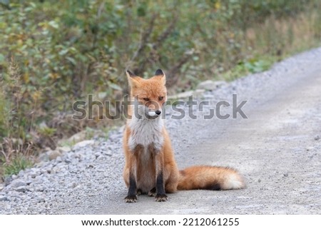 Young red fox sitting on the road