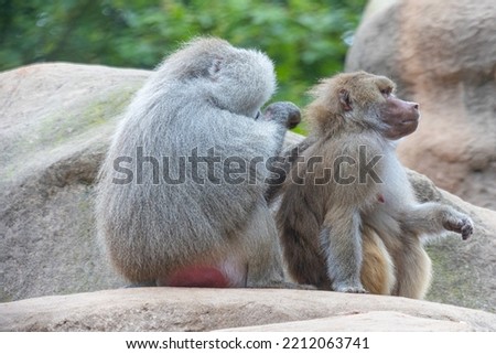 Two baboons sitting together and delousing