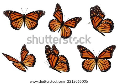 Beautiful six monarch butterfly flying isolated on white background.
