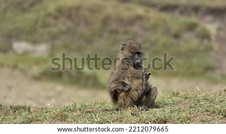 A baboon is waving with its foot in Masai Mara