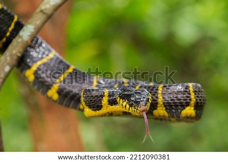 Boiga dendrophila, commonly called the mangrove snake or gold-ringed cat snake on wildlife
