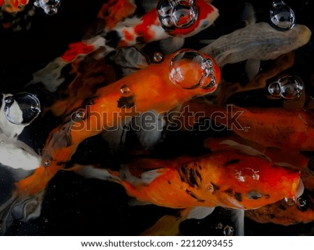 Koi or specifically koi comes from Japanese which means carp. More specifically it refers to nishikigoi, which more or less means carp that is embroidered with gold or silver.