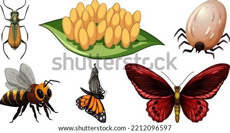 Collection of different insects vector illustration