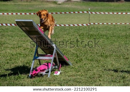  Dog Irish setter with dog owner in agility balance beam.
