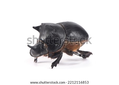 horned dung beetle isolated on white background Royalty-Free Stock Photo #2212116853