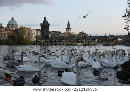 Swans in Prague Charles Bridge on the river landscape, czech capital, white swans on the river, Czech Republic, tourism, sunset on the river in autumn