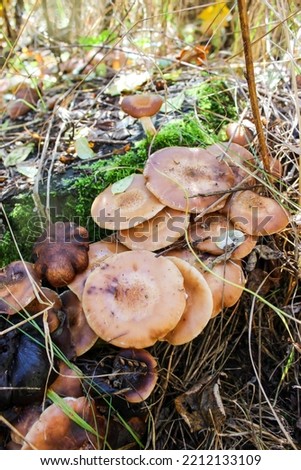 Autumn honey mushrooms in the forest