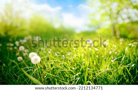Beautiful close-up image of fresh green grass with ripe dandelions in natural meadow on warm summer morning with blurred background.