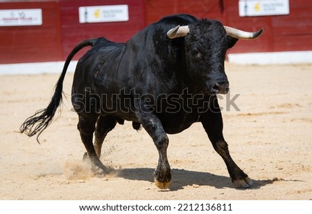 A dangerous bull in the Spanish spectacle of the bullfight Royalty-Free Stock Photo #2212136811