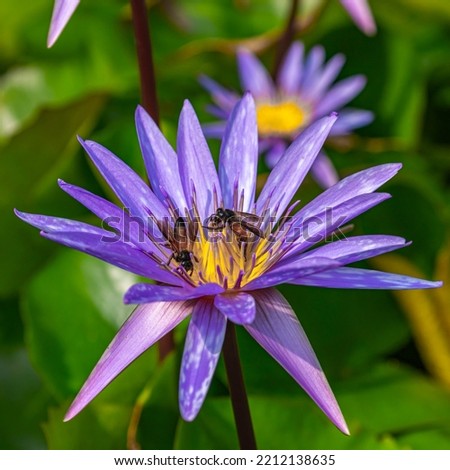 A purple lily flower and two bees