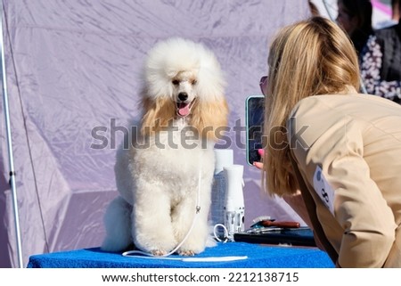A woman takes pictures on her smartphone of a charming dwarf poodle of modern color.