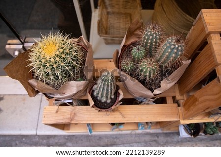 Different cacti, prickly flower in a pot. Сactus
