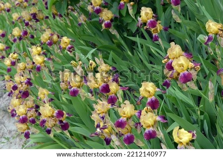 Bright colorful interesting pictures, original outdoor perennial flowers. Large bushes of blooming purple-yellow irises grow on the street, near the street courtyard near the house.