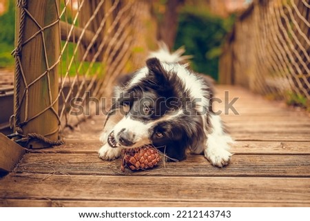 border collie portrait playing with pineapple