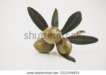 Closeup Photo of a Fresh Green Olive Branch Isolated on White Background. Olive Oil Production. Healthy Nutrition Concept.
