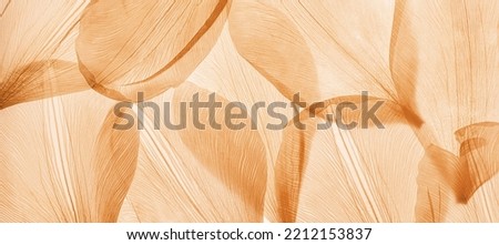 Nature abstract of flower petals, beige transparent leaves with natural texture as natural background, wide banner. Macro texture, neutral color aesthetic photo with veins of leaf, botanical design. Royalty-Free Stock Photo #2212153837