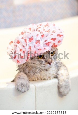 Bathing animals, grooming, combing, drying and styling cats, combing wool. A beautiful British cat in a shower cap bathes in the bath. Animal care. Animal care. Royalty-Free Stock Photo #2212157313