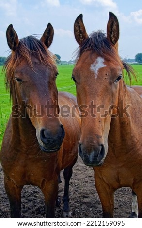 Two Danish warmbloods, beautiful in the picture