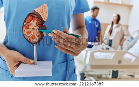 Urology and treatment of kidney disease. Anatomical model of human kidney in hands of doctor urologist standing in medical ward of urology department at hospital Royalty-Free Stock Photo #2212167389