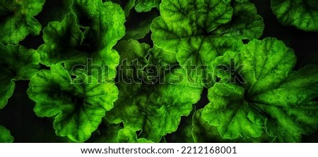 Green background. Geranium bush with copy space. Full HD green pelargonium backdrop. 