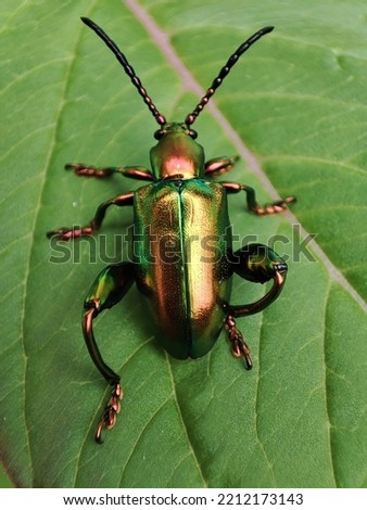 Back view of green metallic beetle perch on green leaf