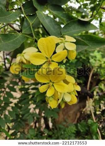 Cassia fistula, commonly known as golden shower, purging cassia, Indian laburnum, or pudding pipe tree, is a flowering plant in the family Fabaceae.