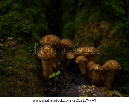 beautiful royal mushrooms mushrooms on a stump close-up