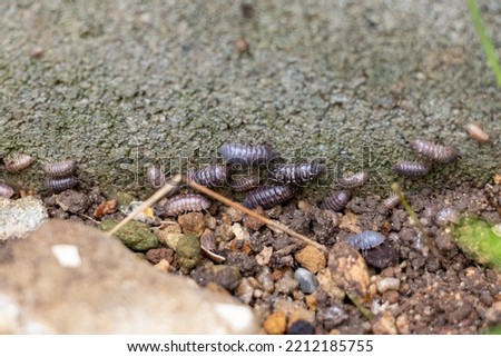 Lots of pill bugs gathering near a concrete wall