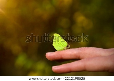 Close-up of a beautiful light green, spring, butterfly resting on a womens finger under sun hand on, macro photo, in tropical, on a branch, in park, in garden 