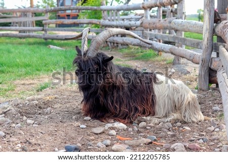 Valais blackneck goat (in german Walliser Schwarzhalsziege) Capra aegagrus f. hircus Royalty-Free Stock Photo #2212205785