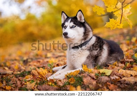 blue-eyed Siberian Husky lying in the yellow leaves in an autumn park