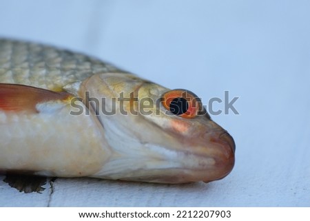 Close-up of a Common roach profile, Rutilus rutilus