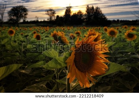 Sunflower field at sunset time