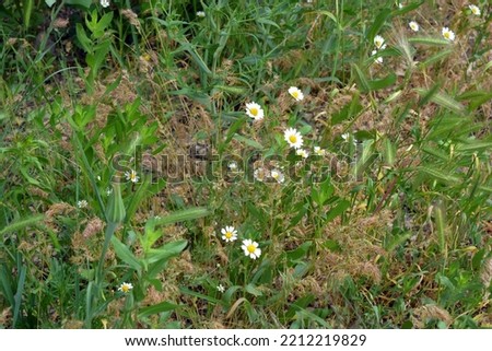 Beautiful wild plants, herbs and blooming wild white, yellow daisies grow in the wild.