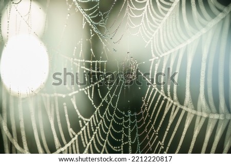 Spider web details with morning dew drops in close up in the beautiful morning light