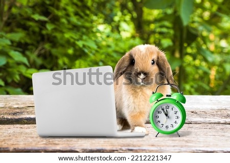 Baby cute rabbit with toy laptop and alarm clock