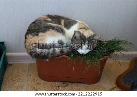 tricolor cat sleeps in a pot of grass